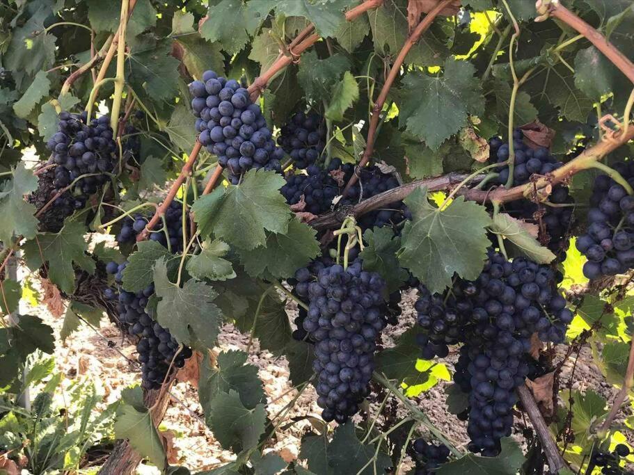 Gites En B&B Le Clos De La Cerise Châteauneuf-du-Pape Dış mekan fotoğraf